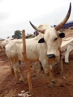 Photo - Cows for Sale