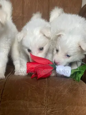 1-3 months Male Purebred American Eskimo