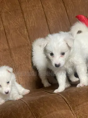 1-3 months Male Purebred American Eskimo