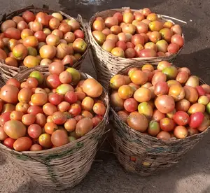 Utc Tomatoes