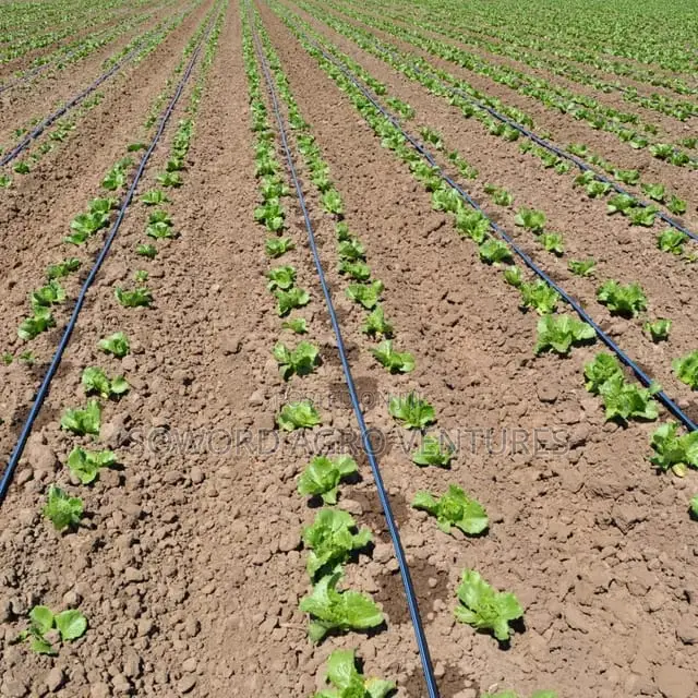 Farm Establishment