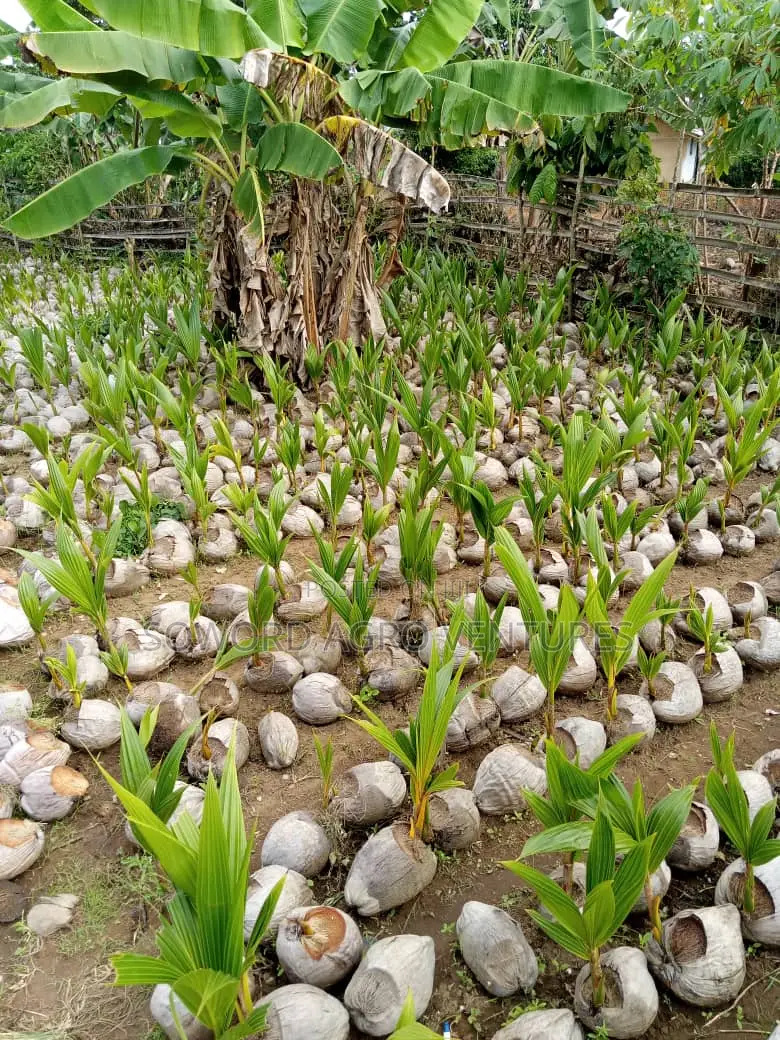 Farm Establishment