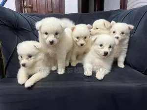 1-3 months Female Purebred American Eskimo