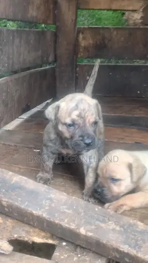 1-3 months Female Purebred Boerboel