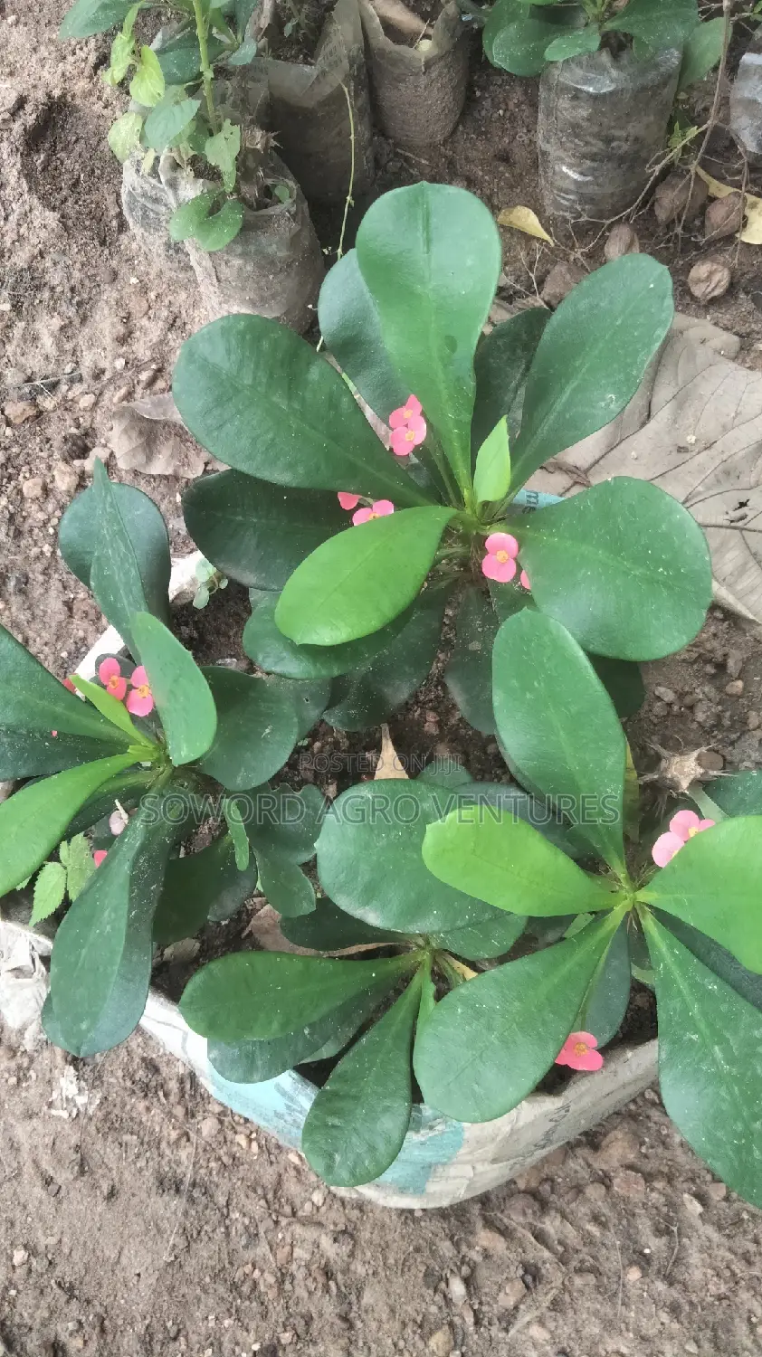 Christ Thorn Flowers