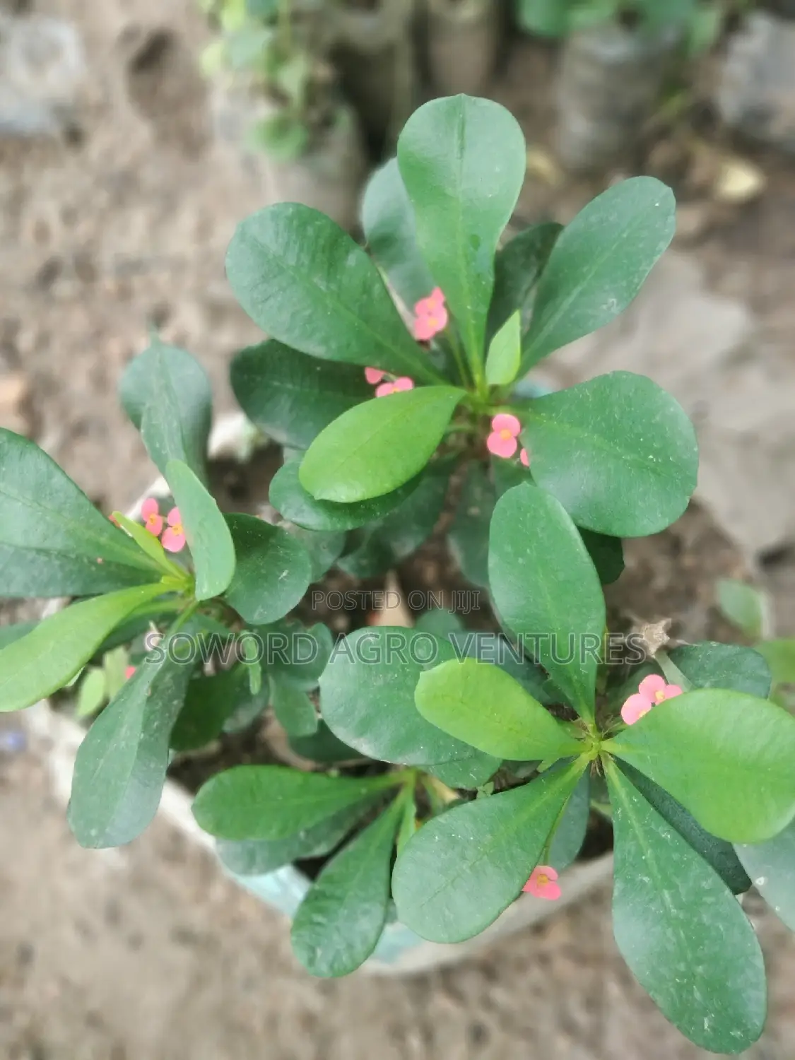 Christ Thorn Flowers