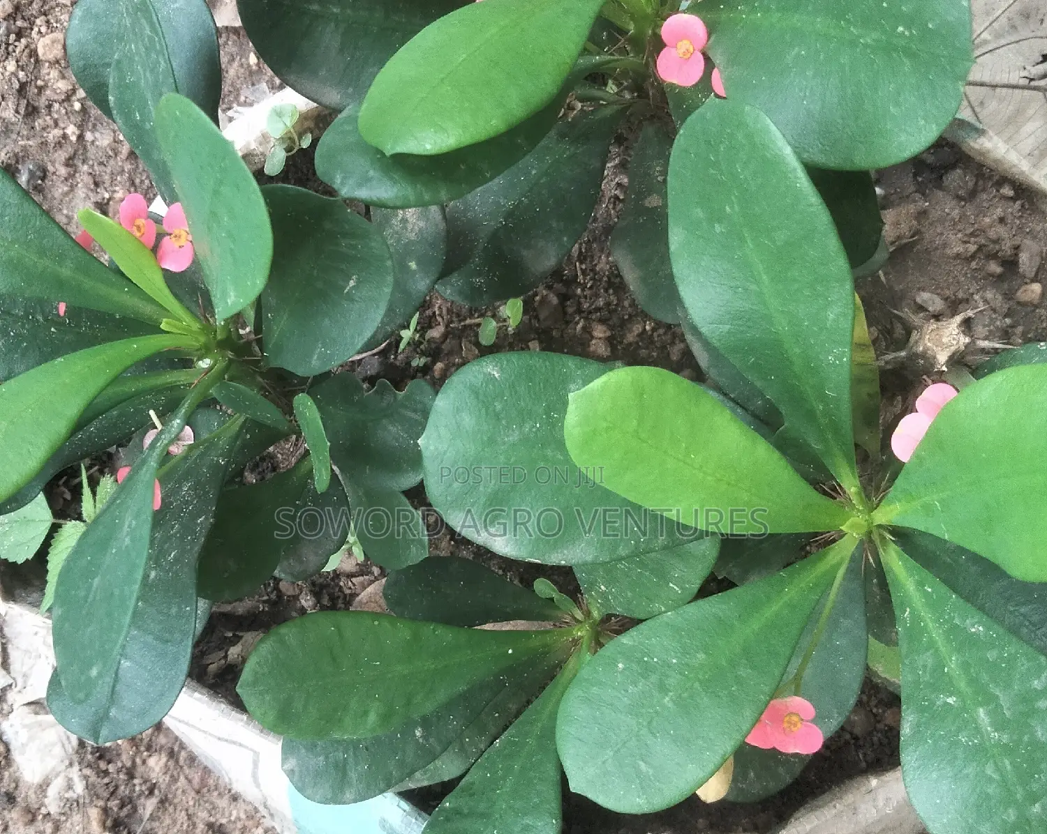 Christ Thorn Flowers
