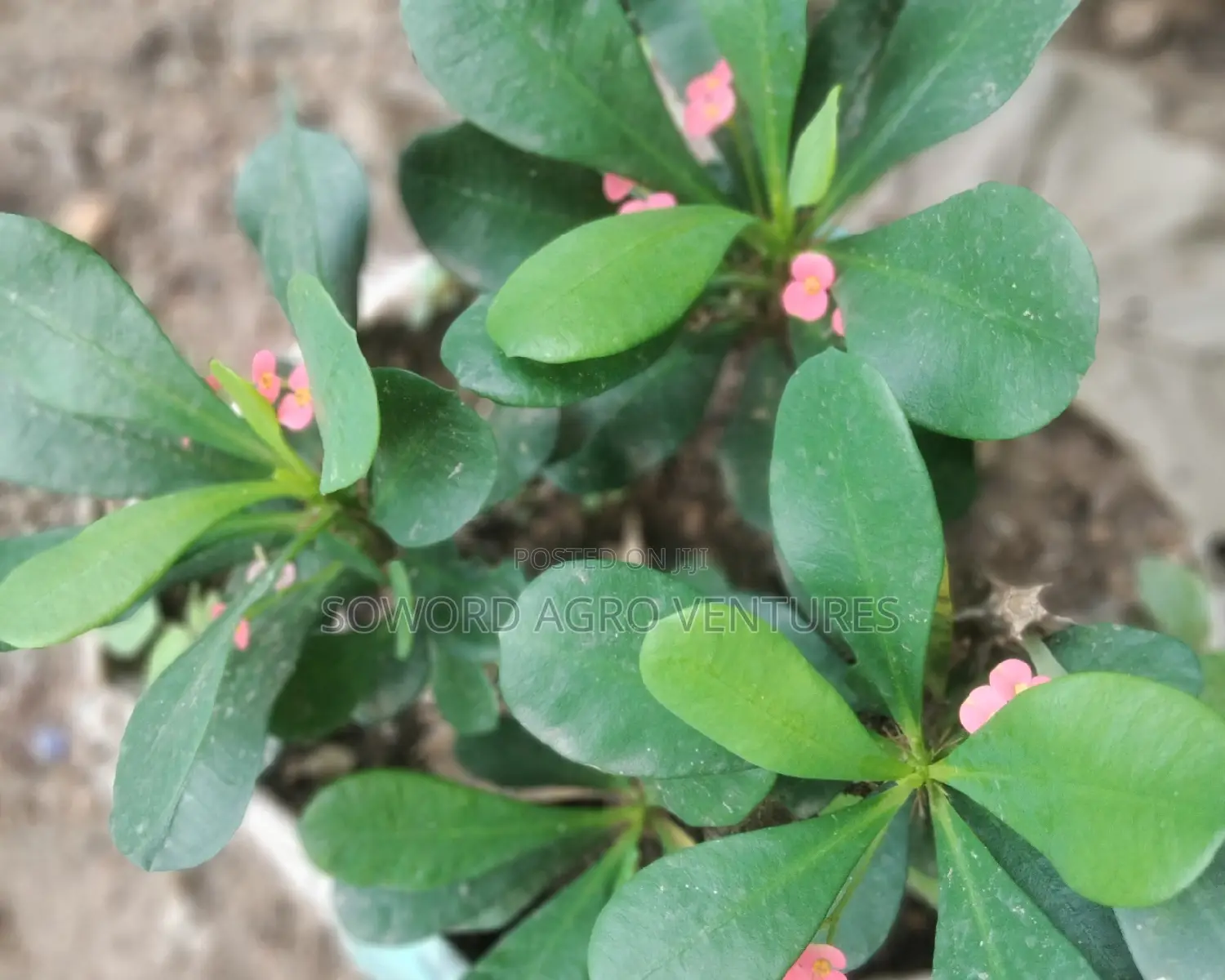 Christ Thorn Flowers