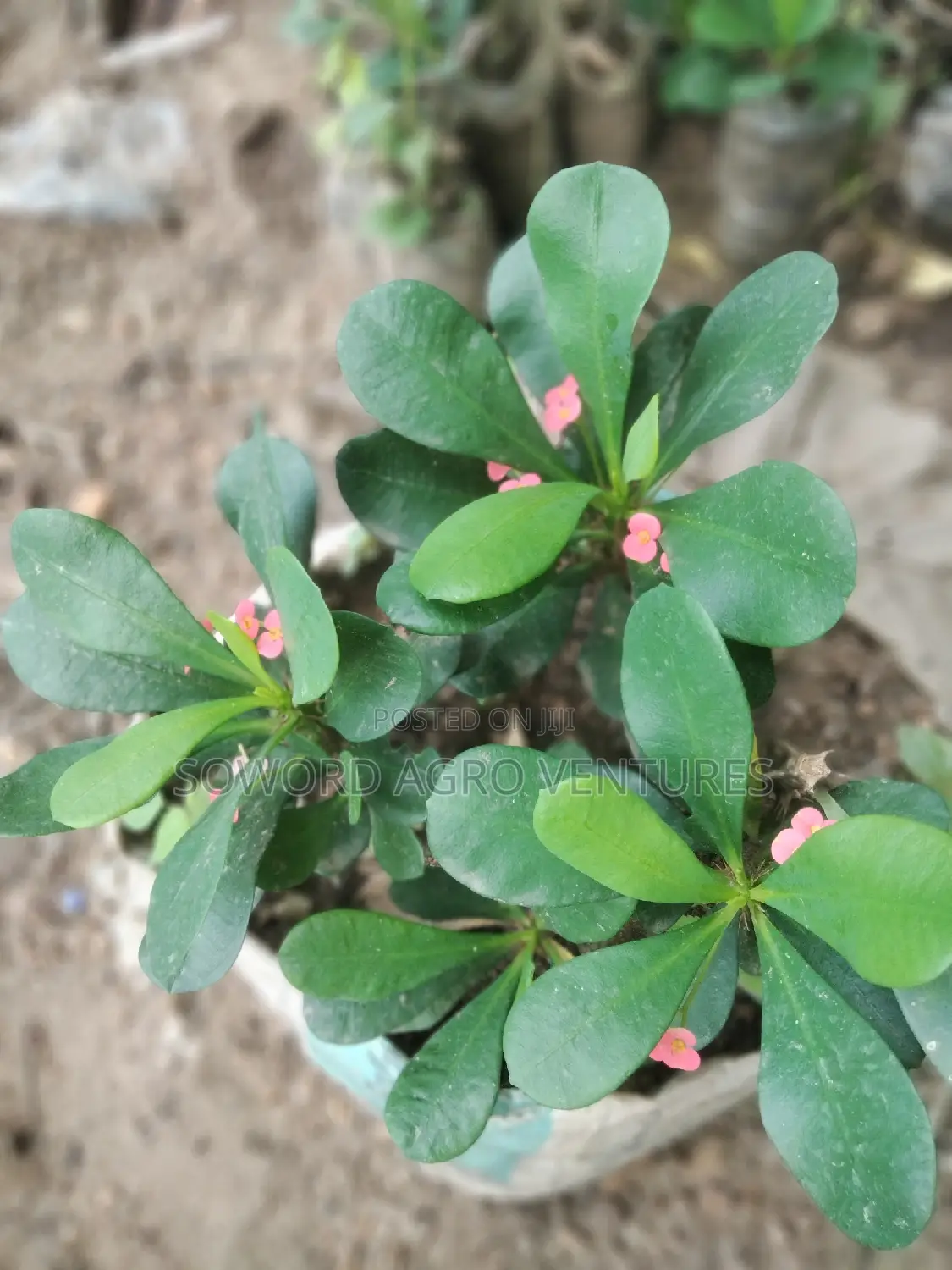 Christ Thorn Flowers