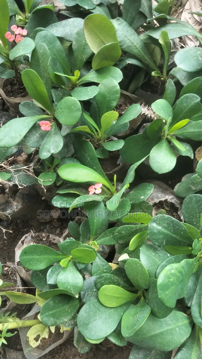 Christ Thorn Flowers