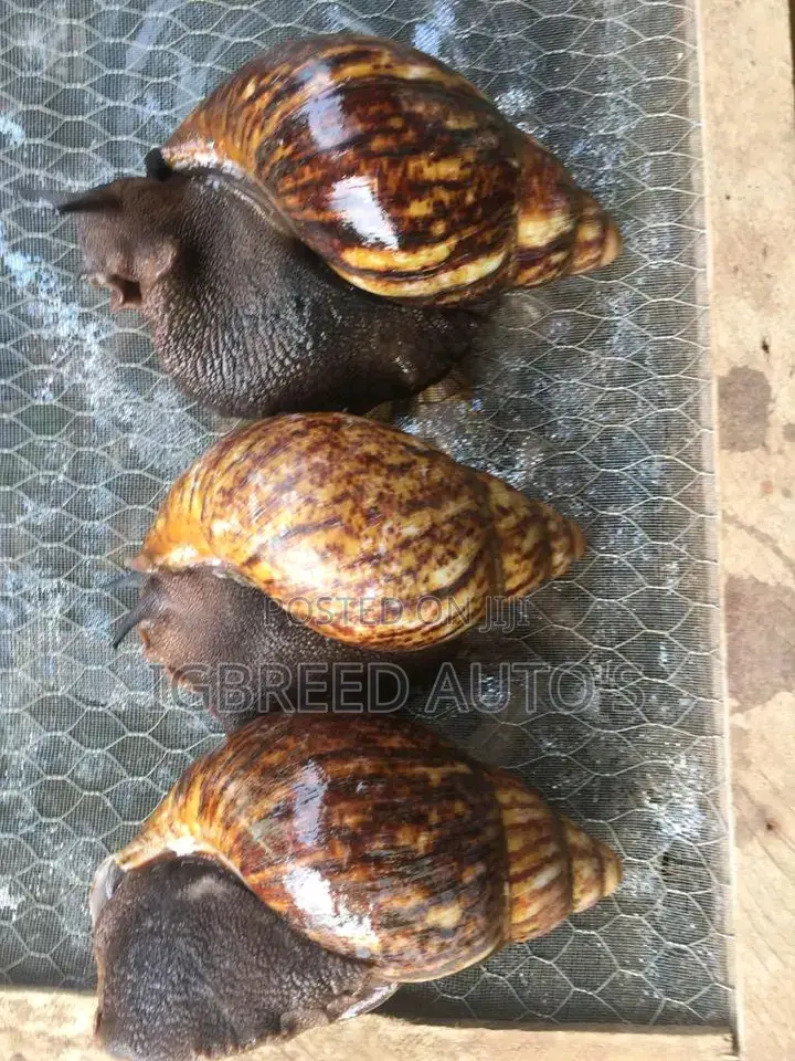 African Giant Snails