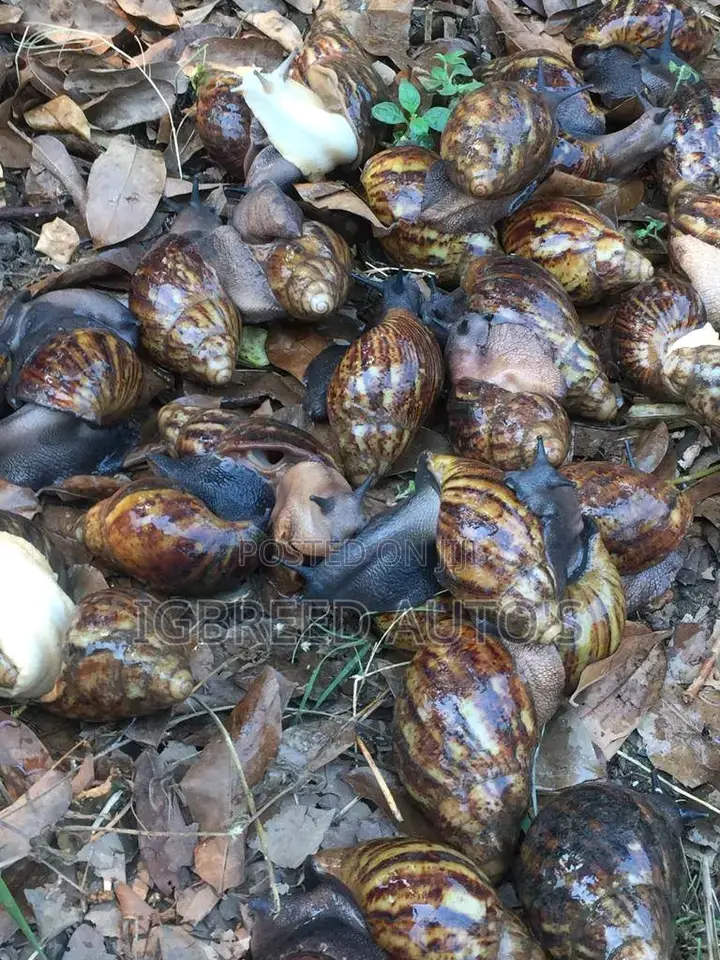 African Giant Snails