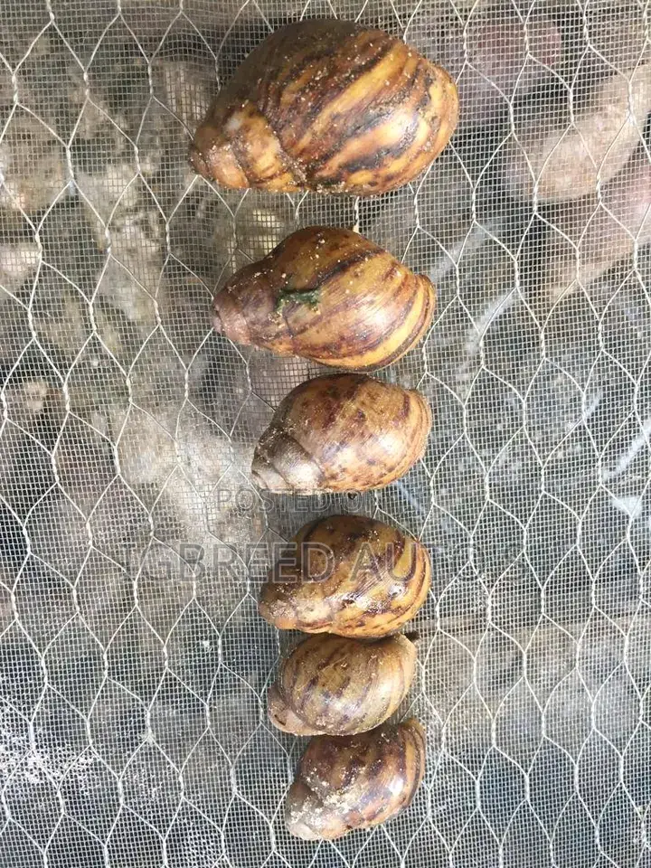 African Giant Snails