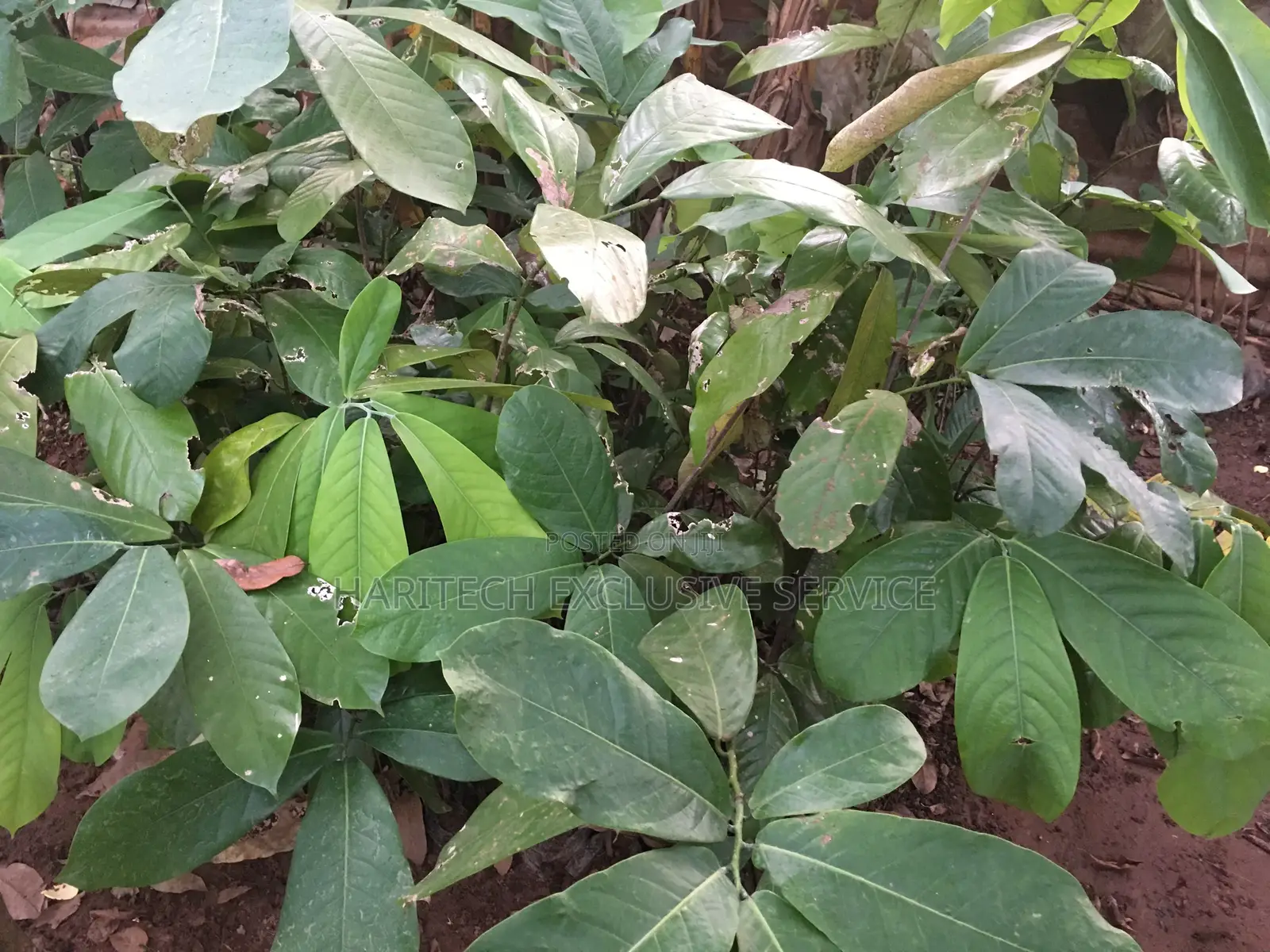 Seedlings That Are Ready for Transplant to Their Feed