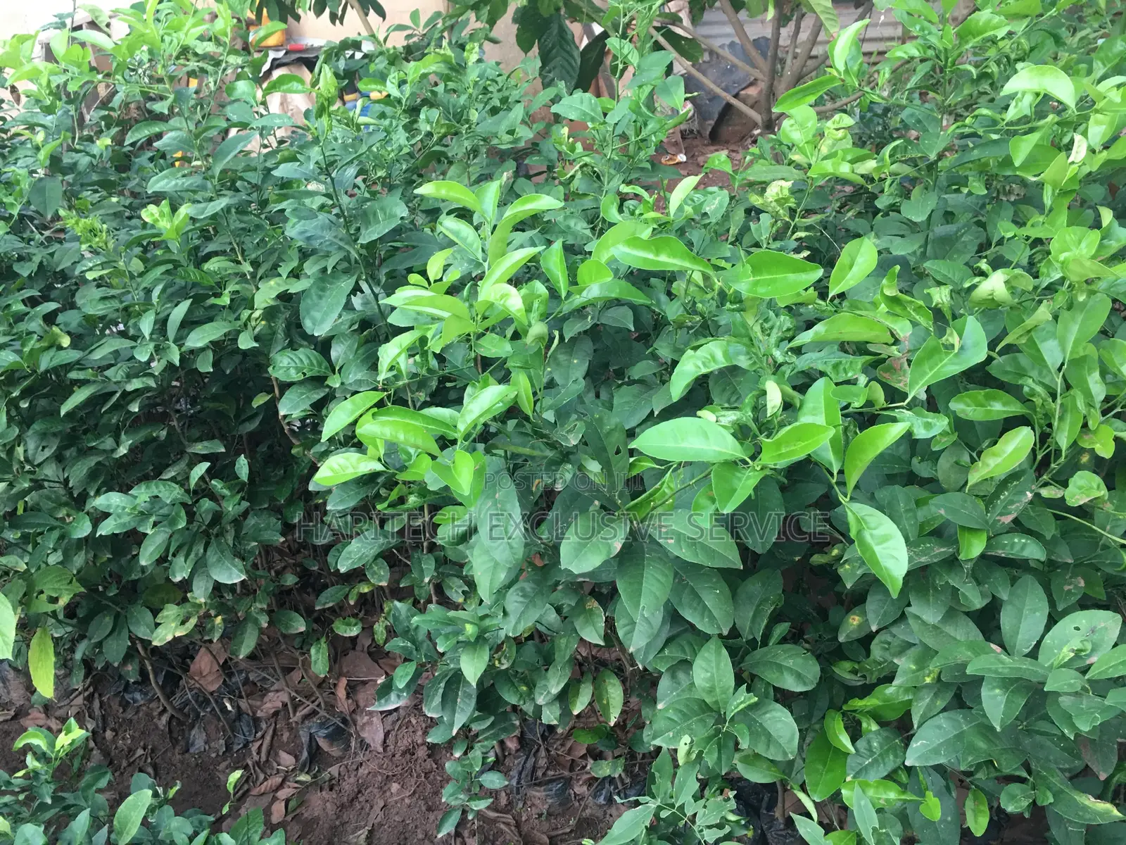 Seedlings That Are Ready for Transplant to Their Feed