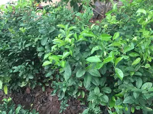 Seedlings That Are Ready for Transplant to Their Feed