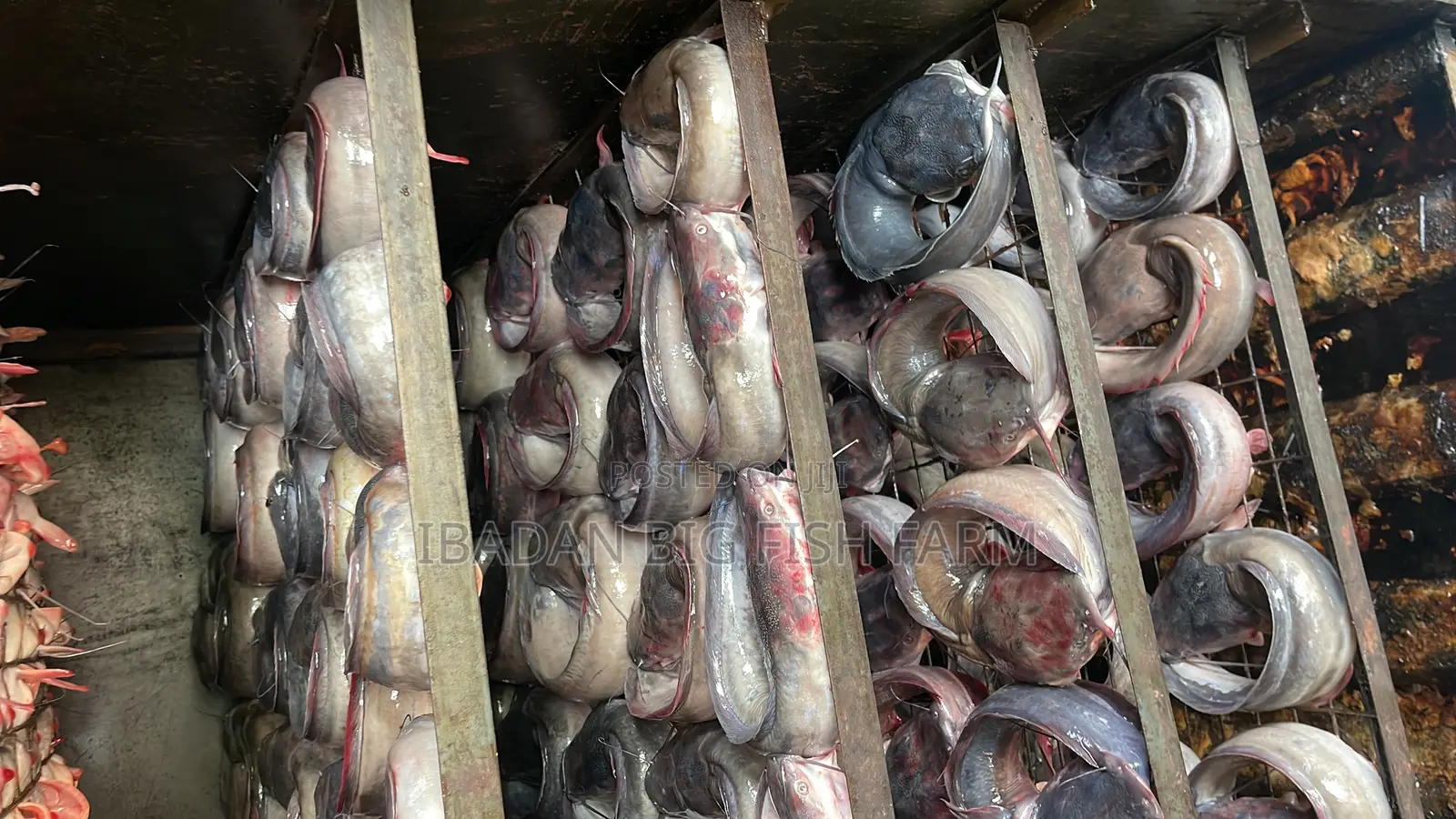 Oven-Dried Catfish