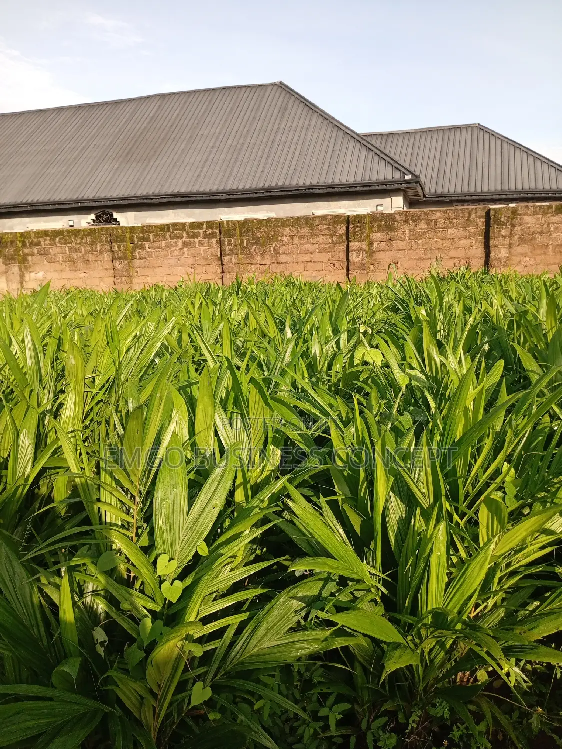 Tenera Palms Seedlings