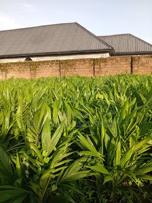 Tenera Palms Seedlings