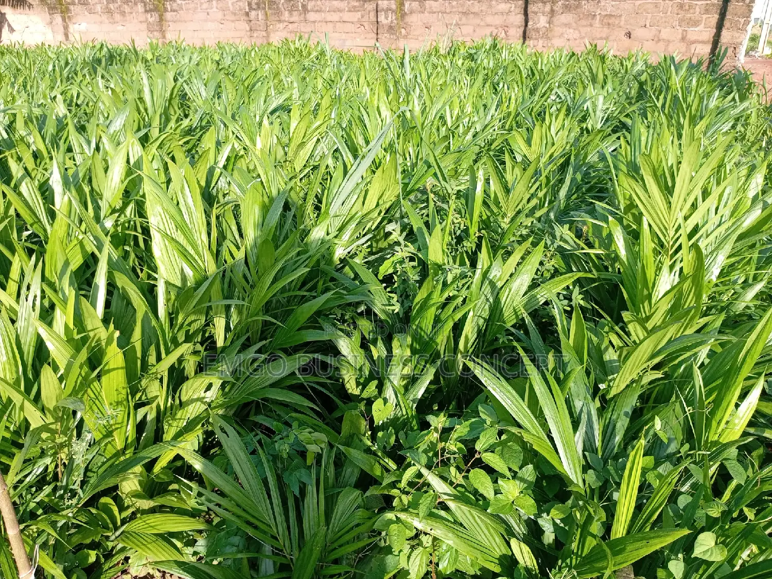 Tenera Palms Seedlings