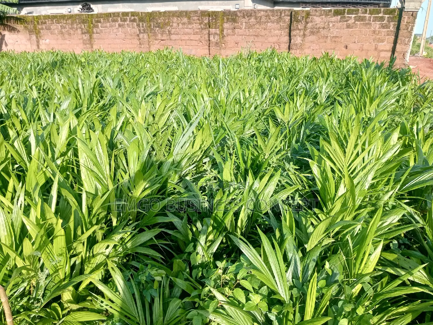 Tenera Palms Seedlings