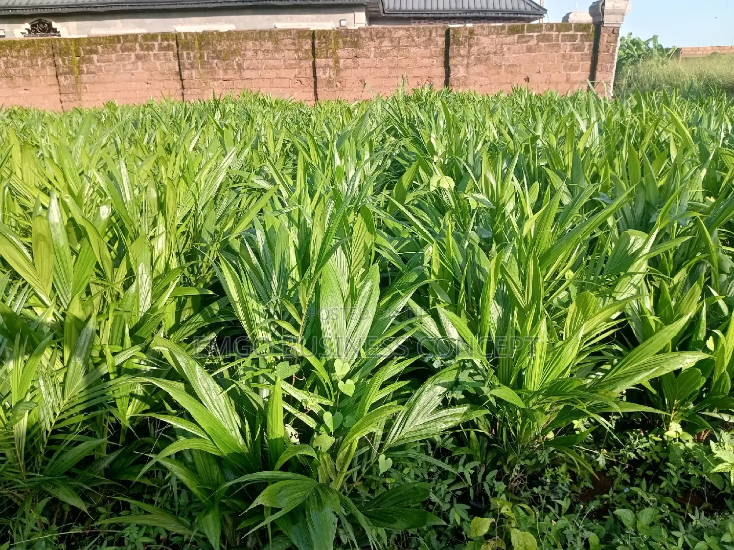 Tenera Palms Seedlings