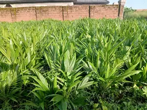 Tenera Palms Seedlings