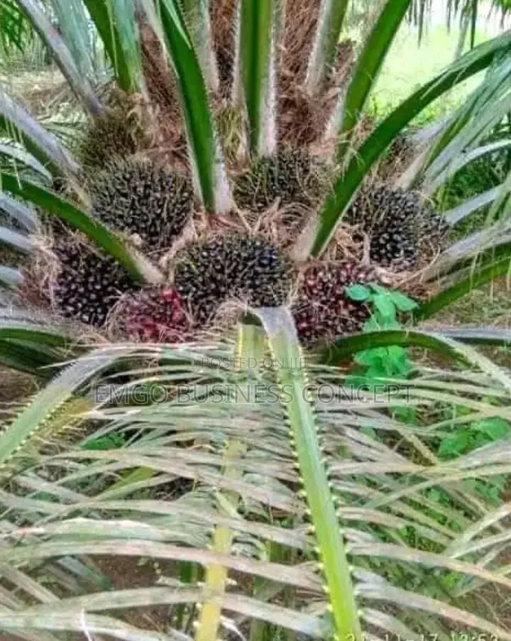 Tenera Palms Seedlings