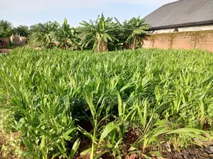 Tenera Palm Seedlings (Verified)
