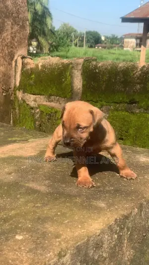 1-3 months Male Purebred Boerboel