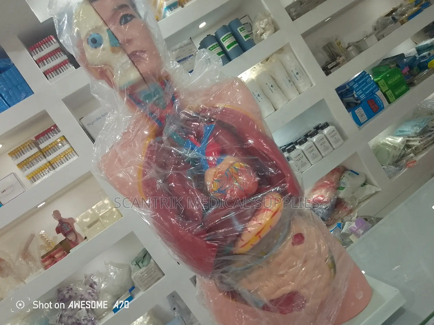 Digestive System Model