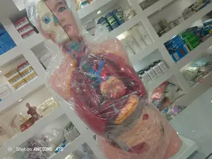 Digestive System Model