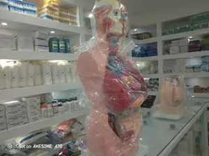 Anatomy Model