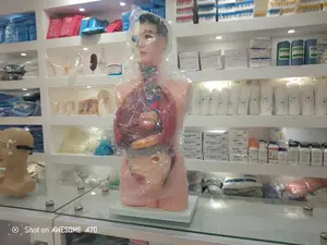 Human Digestive System Model