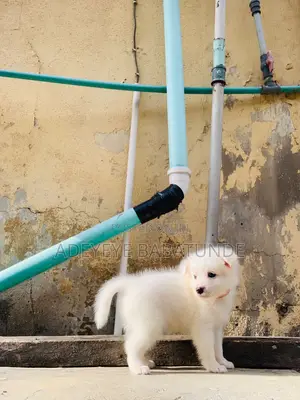 1-3 months Female Purebred American Eskimo