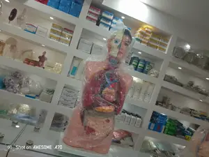 Anatomy Model