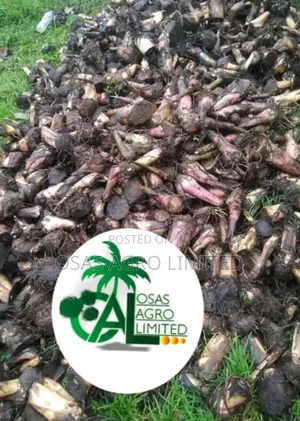 Giant Plantain Suckers