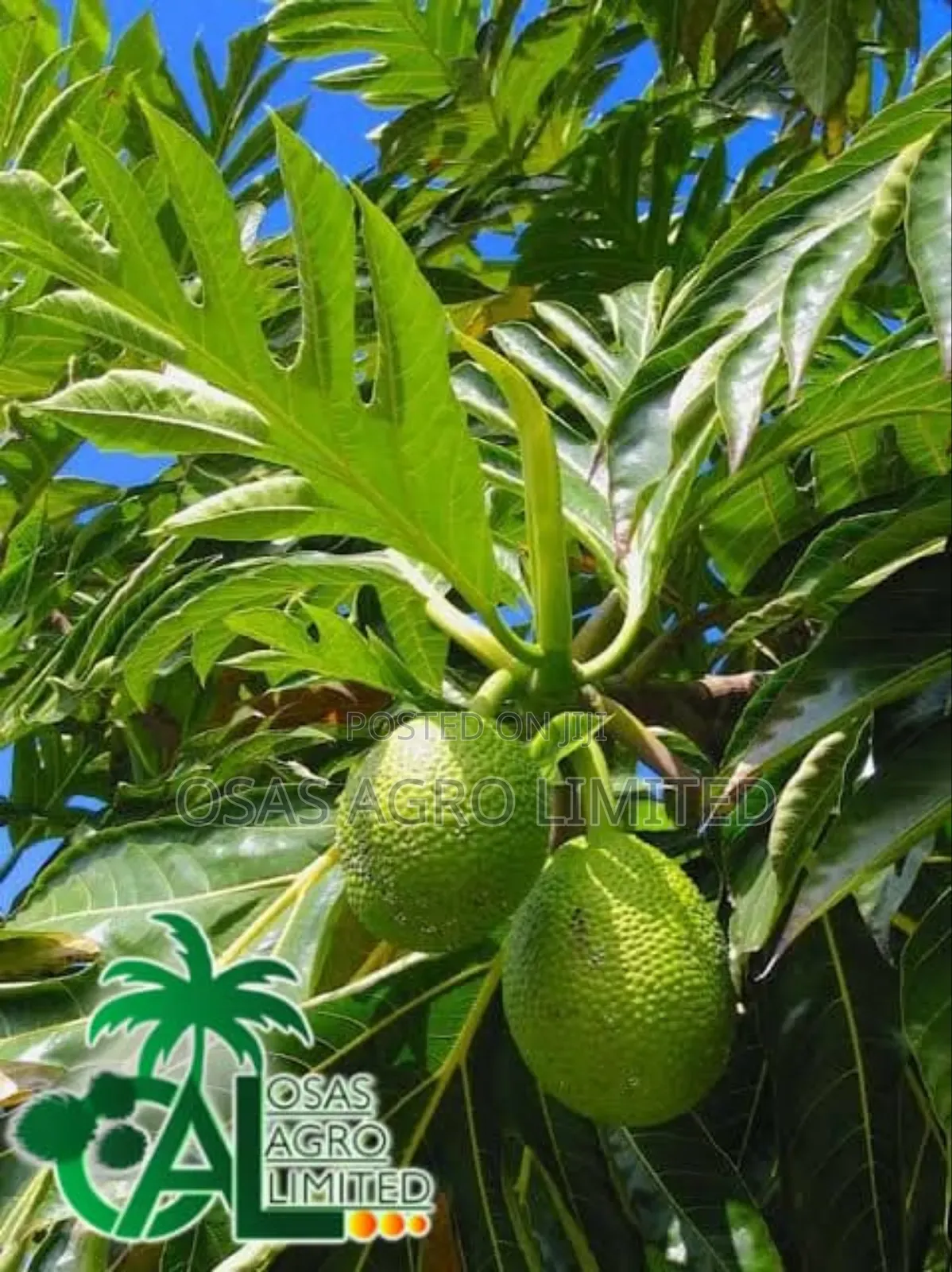 Breadnut Seedlings