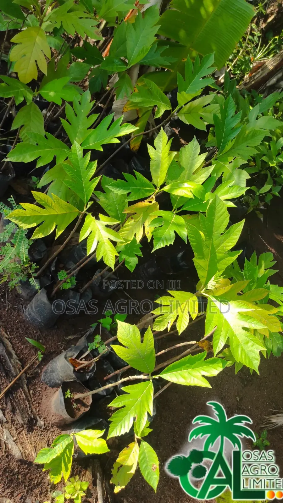 Breadnut Seedlings