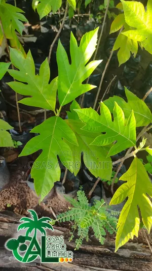 Breadnut Seedlings
