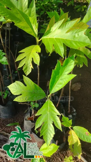 Breadnut Seedlings