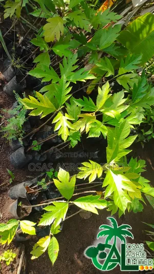 Breadnut Seedlings