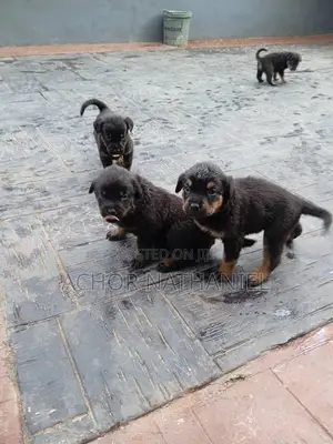 1-3 months Female Purebred Rottweiler