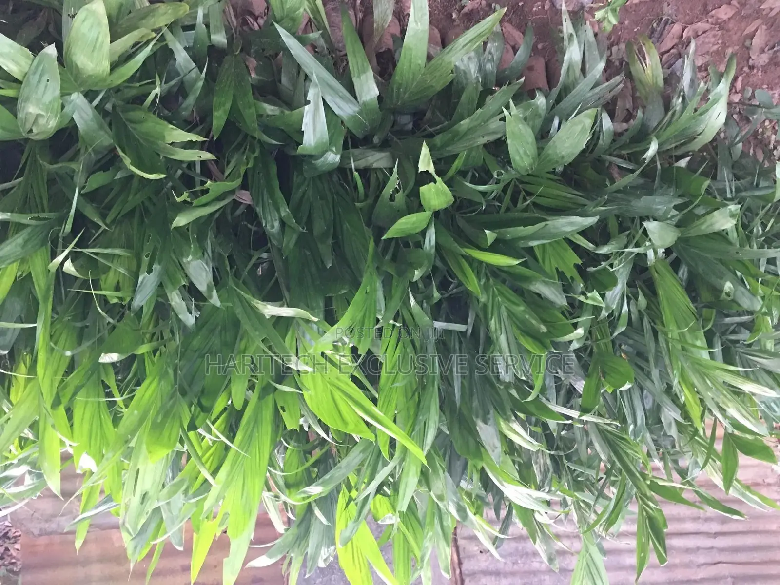 Seedlings That Are Ready for Transplant to Their Feed