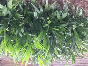 Seedlings That Are Ready for Transplant to Their Feed