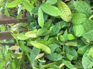 Seedlings That Are Ready for Transplant to Their Feed