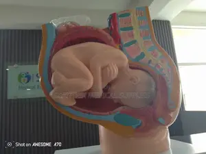 Pregnancy Torso
