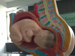 Female Pelvis Model