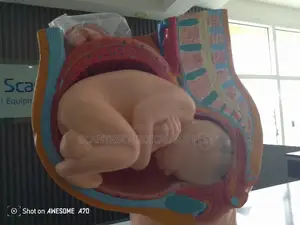 Pregnant Woman Model