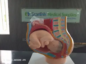 Pregnant Woman Anatomy